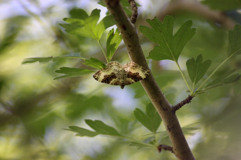 Epirrhoe alternata?